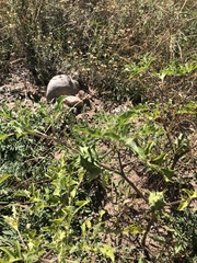Datura quercifolia
