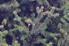 Periparus ater rufipectus