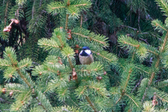 Periparus ater rufipectus