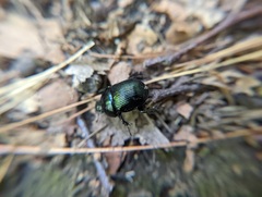 Geotrupes balyi