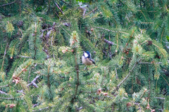 Periparus ater rufipectus