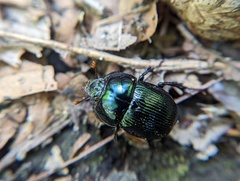 Geotrupes balyi