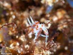 Flabellina dushia