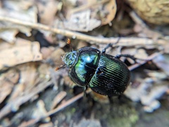 Geotrupes balyi