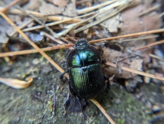 Geotrupes balyi