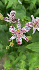 Tricyrtis hirta