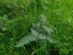 Calliandra houstoniana