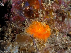 Balanophyllia regia