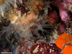 Polycyathus muellerae