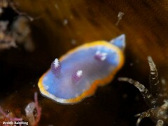 Felimida purpurea