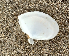 Rexithaerus secta