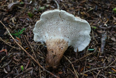 Phellodon violascens