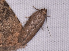 Hypatima