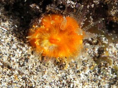 Balanophyllia regia