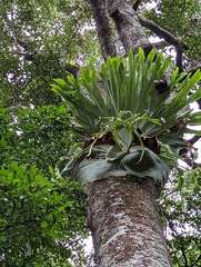 Platycerium superbum