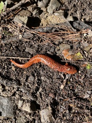 Pseudotriton ruber ruber