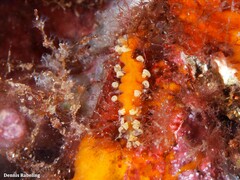 Amblyosyllis