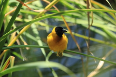 Ploceus melanocephalus