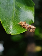 Lobesia botrana