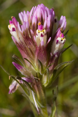 Castilleja densiflora