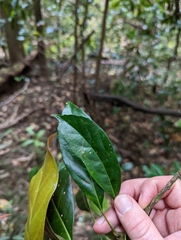 Elaeocarpus eumundii