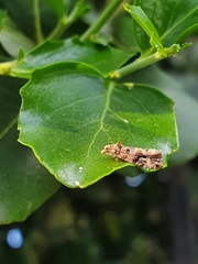 Lobesia botrana