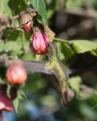 Hylocharis chrysura