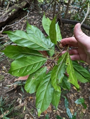 Elaeocarpus eumundii