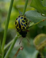 Calligrapha polyspila