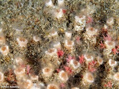 Polycyathus muellerae