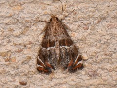 Petrophila jaliscalis