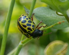 Calligrapha polyspila