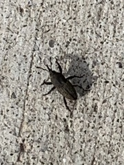 Sphenophorus parvulus