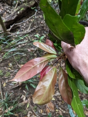 Elaeocarpus eumundii