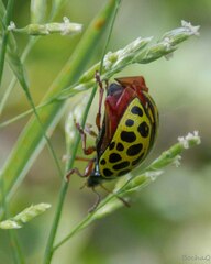 Calligrapha polyspila
