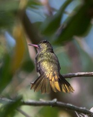 Hylocharis chrysura