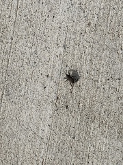 Sphenophorus parvulus