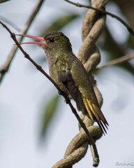 Hylocharis chrysura