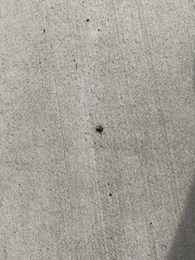 Sphenophorus parvulus