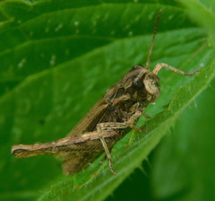 Chorthippus apricarius