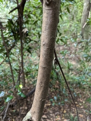 Elaeocarpus eumundii