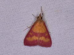 Pyrausta laticlavia