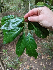 Elaeocarpus eumundii