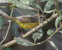 Basileuterus culicivorus