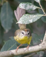 Basileuterus culicivorus
