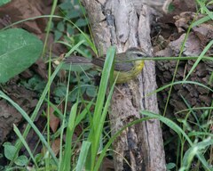 Basileuterus culicivorus