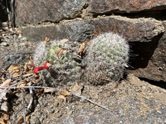 Mammillaria grahamii