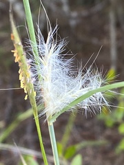 Andropogon ternarius