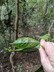 Elaeocarpus eumundii