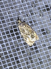 Olethreutes furfuranum